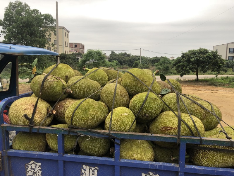 菠萝蜜10~15公斤广东菠萝蜜大量上市中