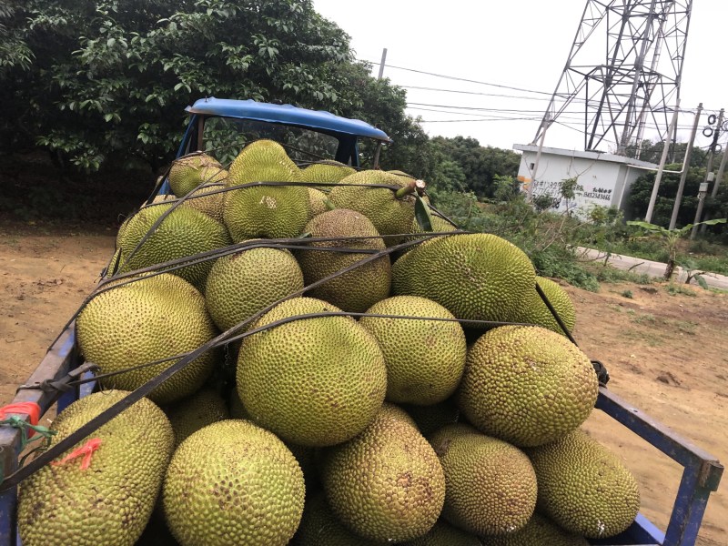 菠萝蜜10~15公斤广东菠萝蜜大量上市中