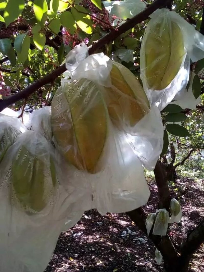 漳州小果甜杨桃腌制，炸汁杨桃