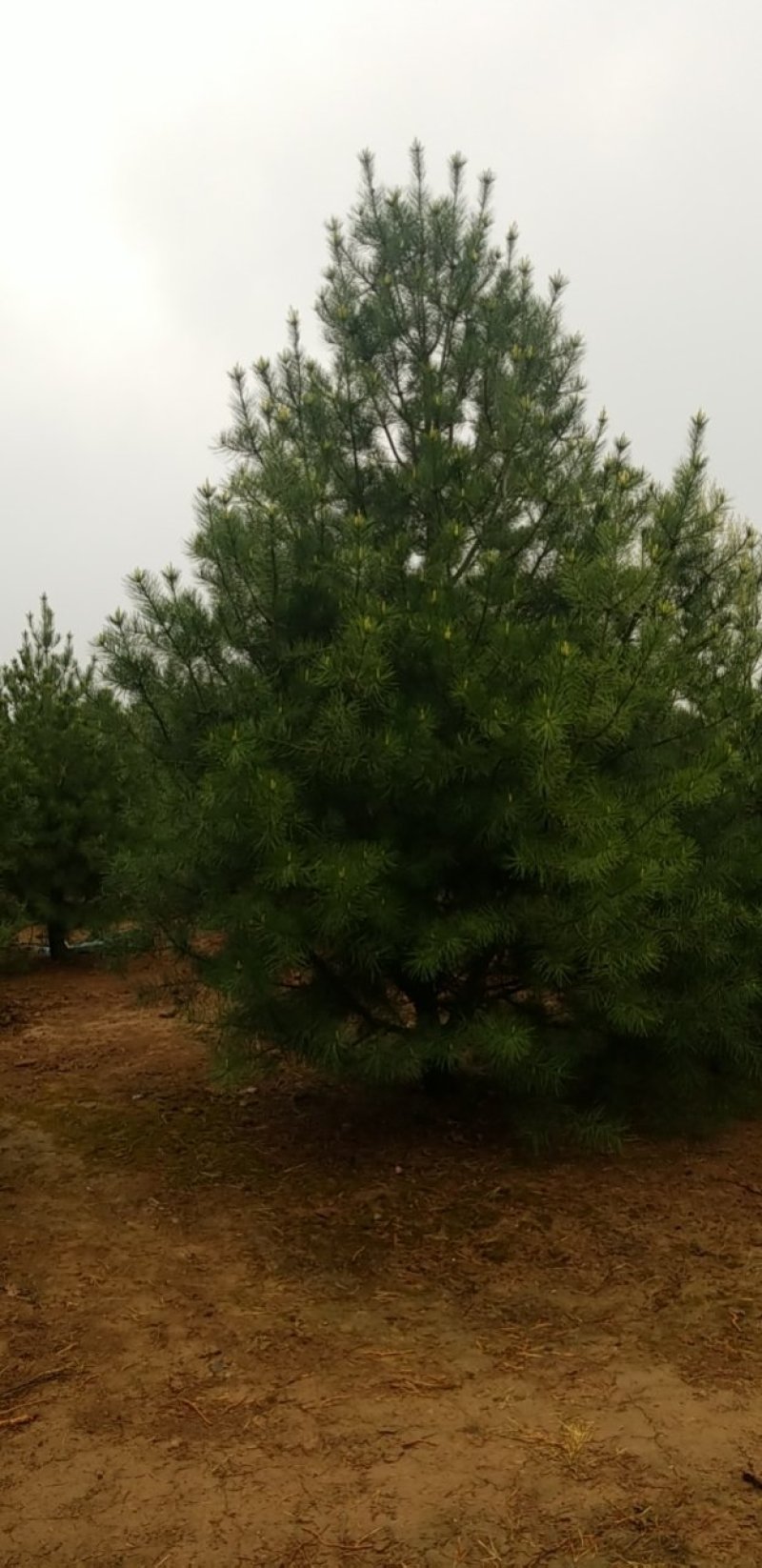 白皮松(各种规格精品白皮松)常年大量出售
