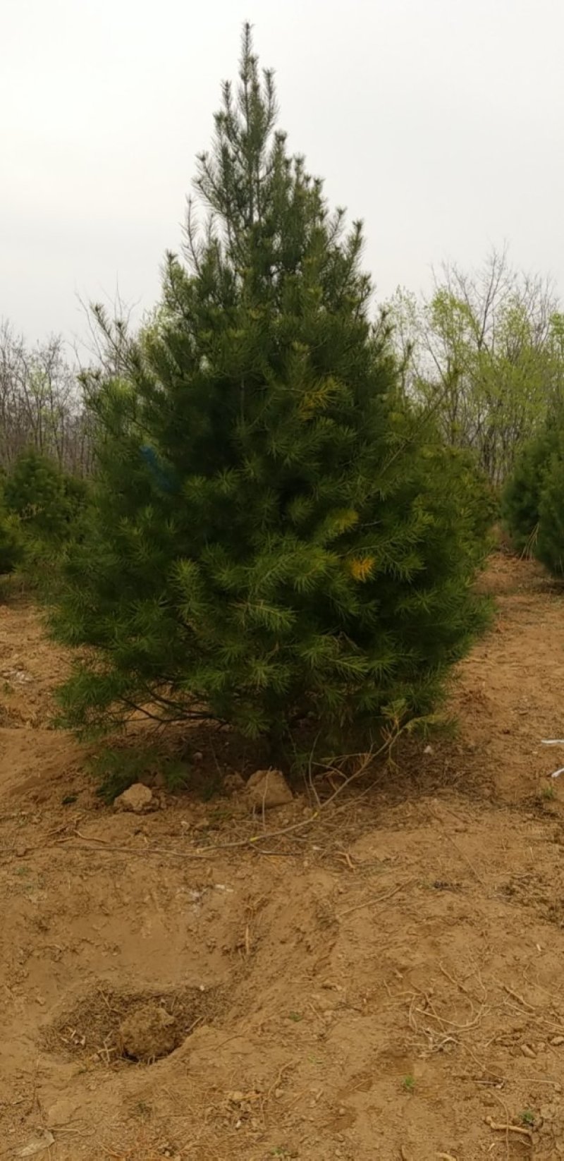 白皮松(各种规格精品白皮松)常年大量出售
