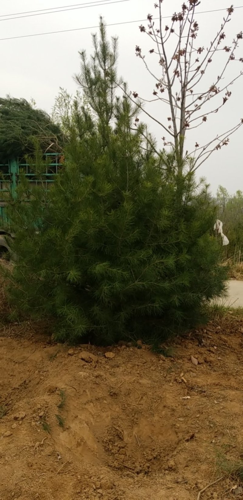 白皮松(各种规格精品白皮松)常年大量出售