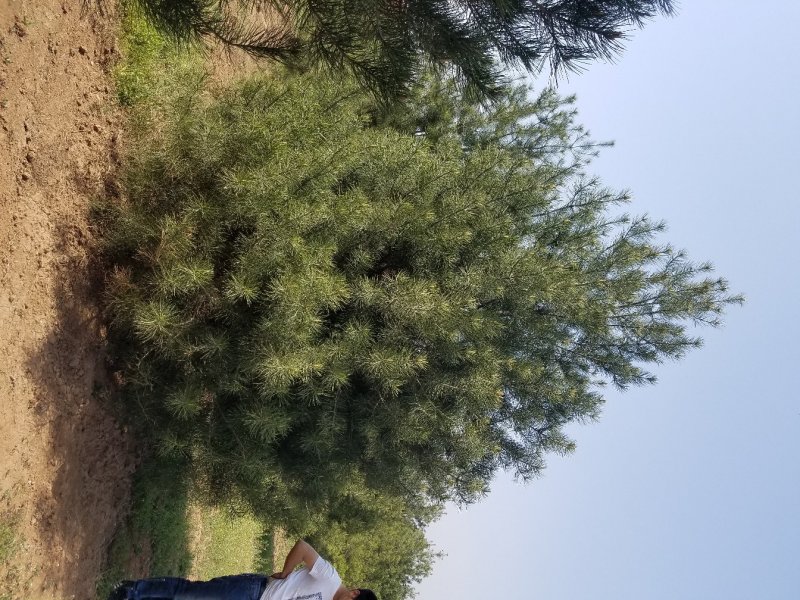 白皮松(各种规格精品白皮松)常年大量出售