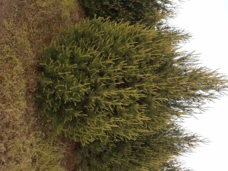 白皮松(各种规格精品白皮松)常年大量出售