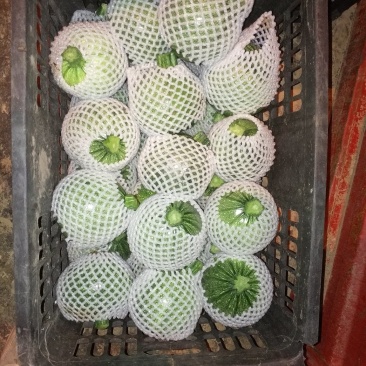南瓜