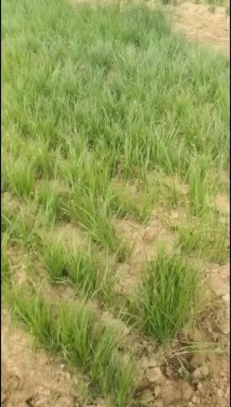 大量知母苗