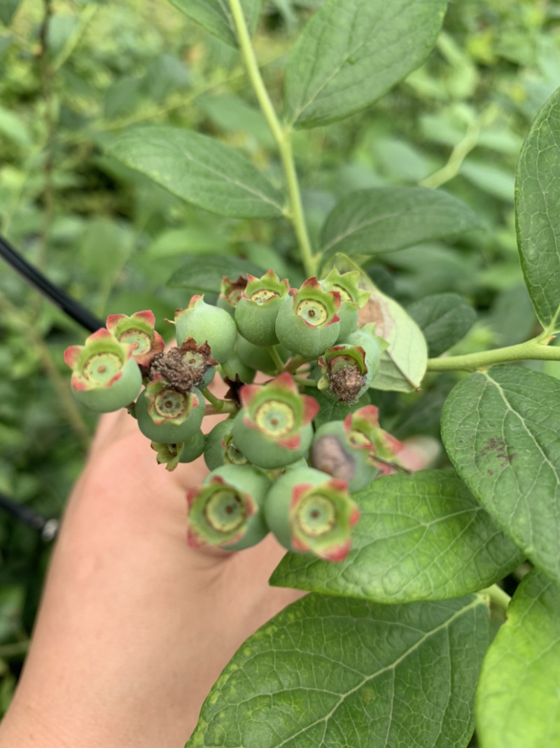 蓝宝石蓝莓苗适合南北方种植高产易活送技术