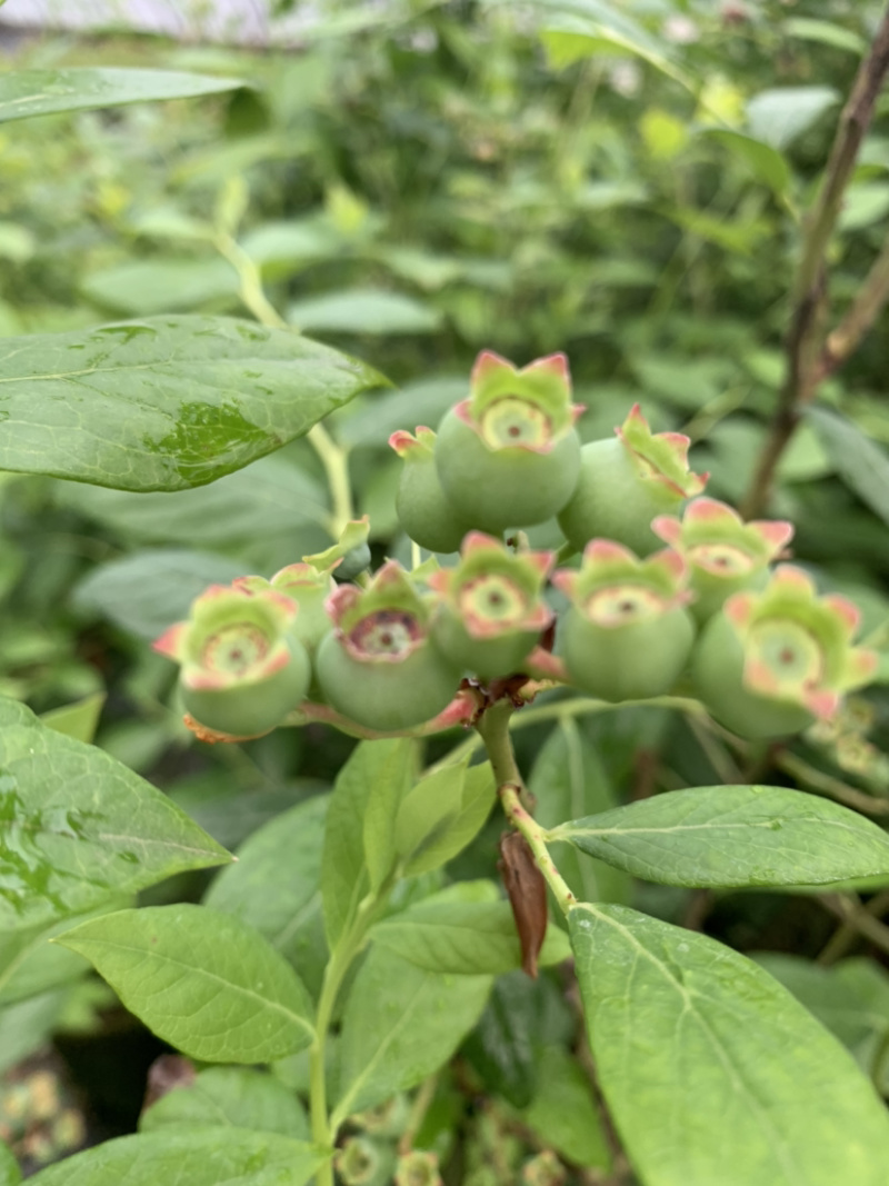 蓝宝石蓝莓苗适合南北方种植高产易活送技术