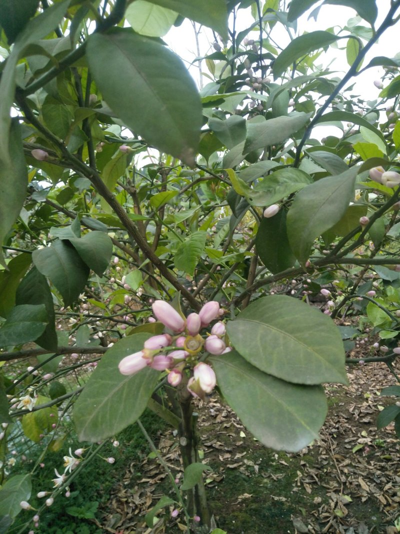 柠檬鲜果，柠檬干片