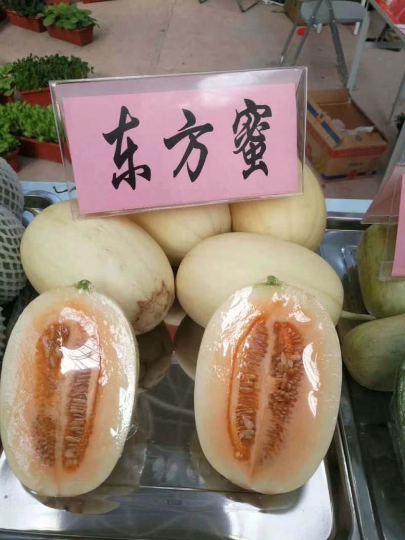 东方密/红金蜜甜瓜香瓜，产地直销，产地供应链，欢迎合作