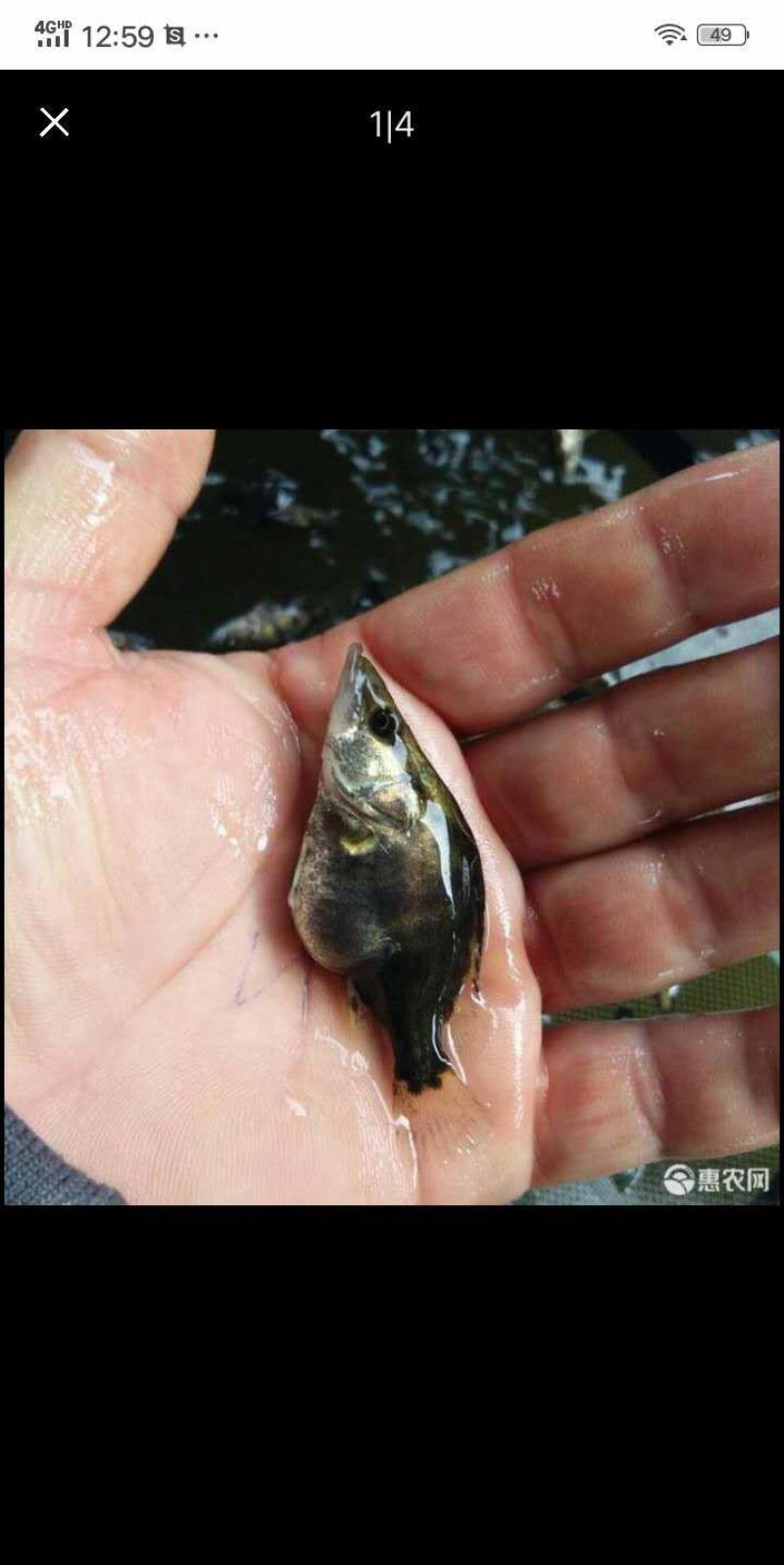 土地塘口桂鱼苗(鳜鱼苗)(桂花鱼苗)一个定位就Q了。