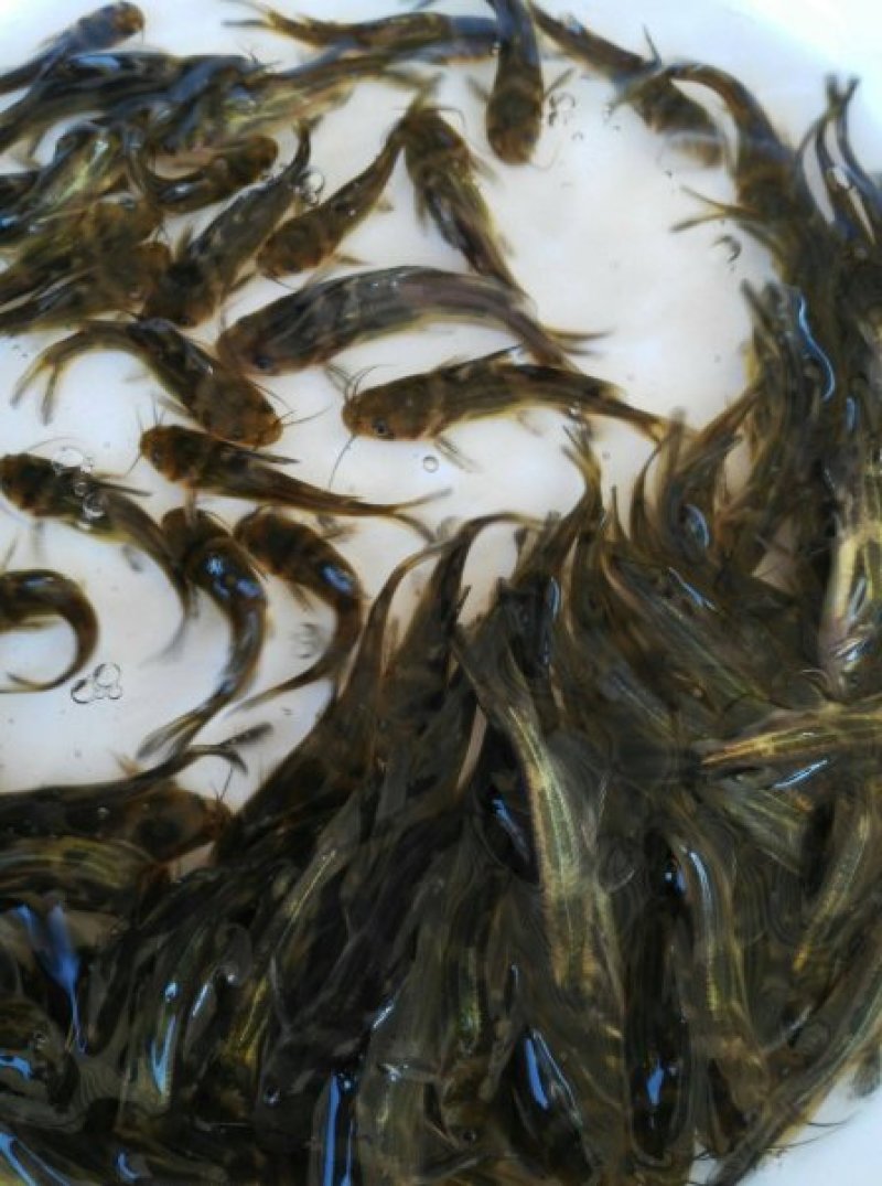 优质黄颡鱼苗全雄黄颡鱼苗黄骨鱼苗全雄黄颡鱼苗