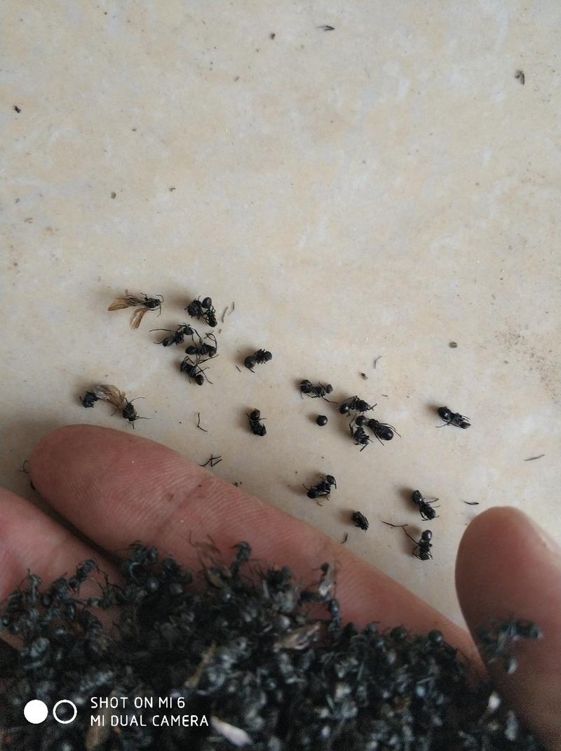 黑蚂蚁精品货