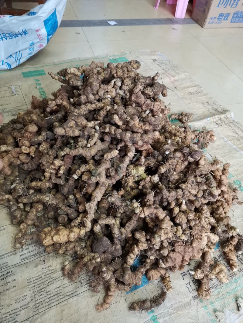 野生黄精（非种植）