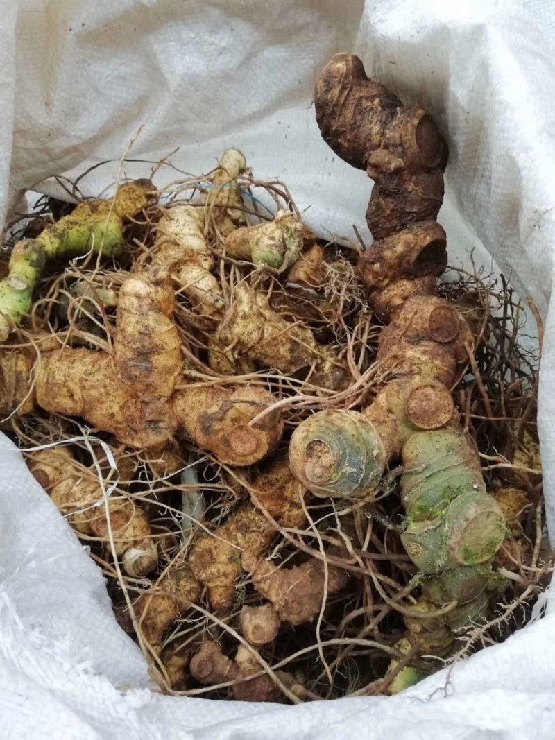 野生黄精（非种植）