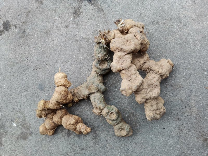 野生黄精（非种植）