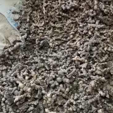 野生黄精（非种植）