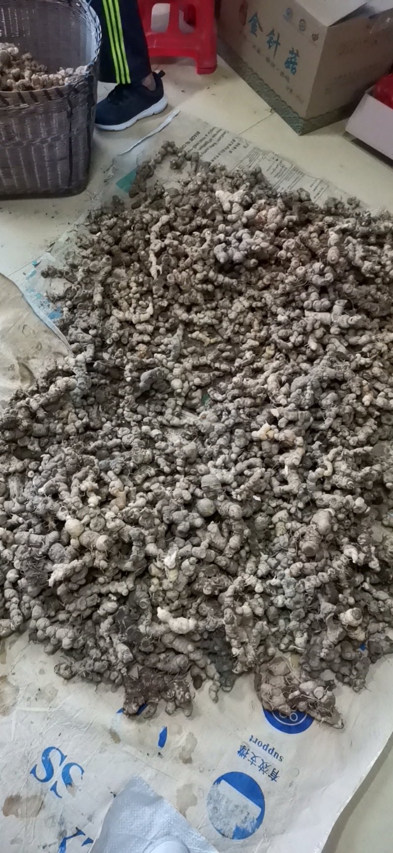 野生黄精（非种植）