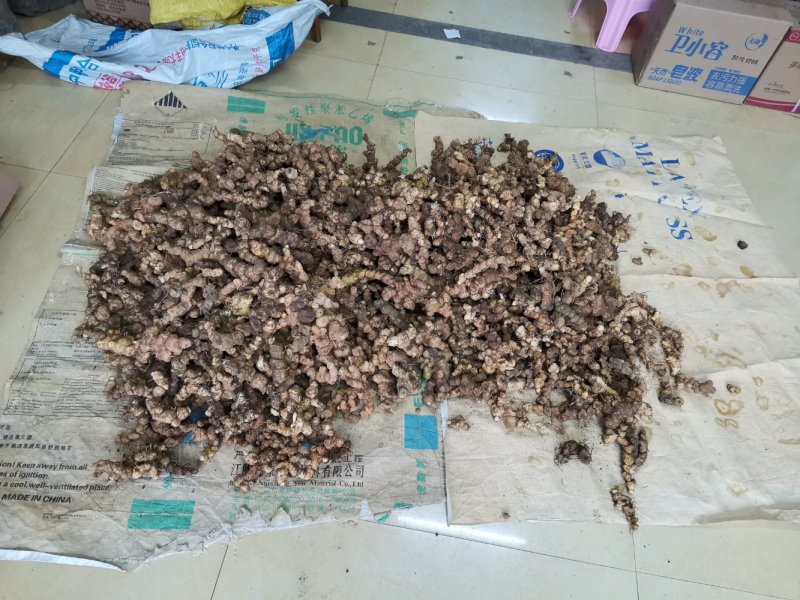 野生黄精（非种植）