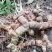野生黄精（非种植）