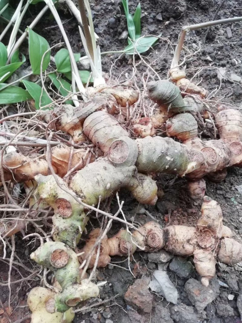 野生黄精（非种植）