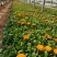 金盏菊，山东基地常年大量供应优质草花