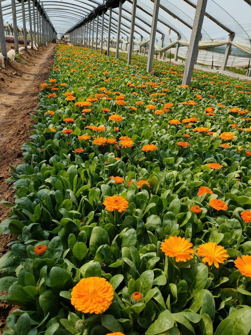 金盏菊，山东基地常年大量供应优质草花