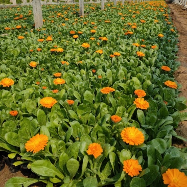 金盏菊，山东基地常年大量供应优质草花