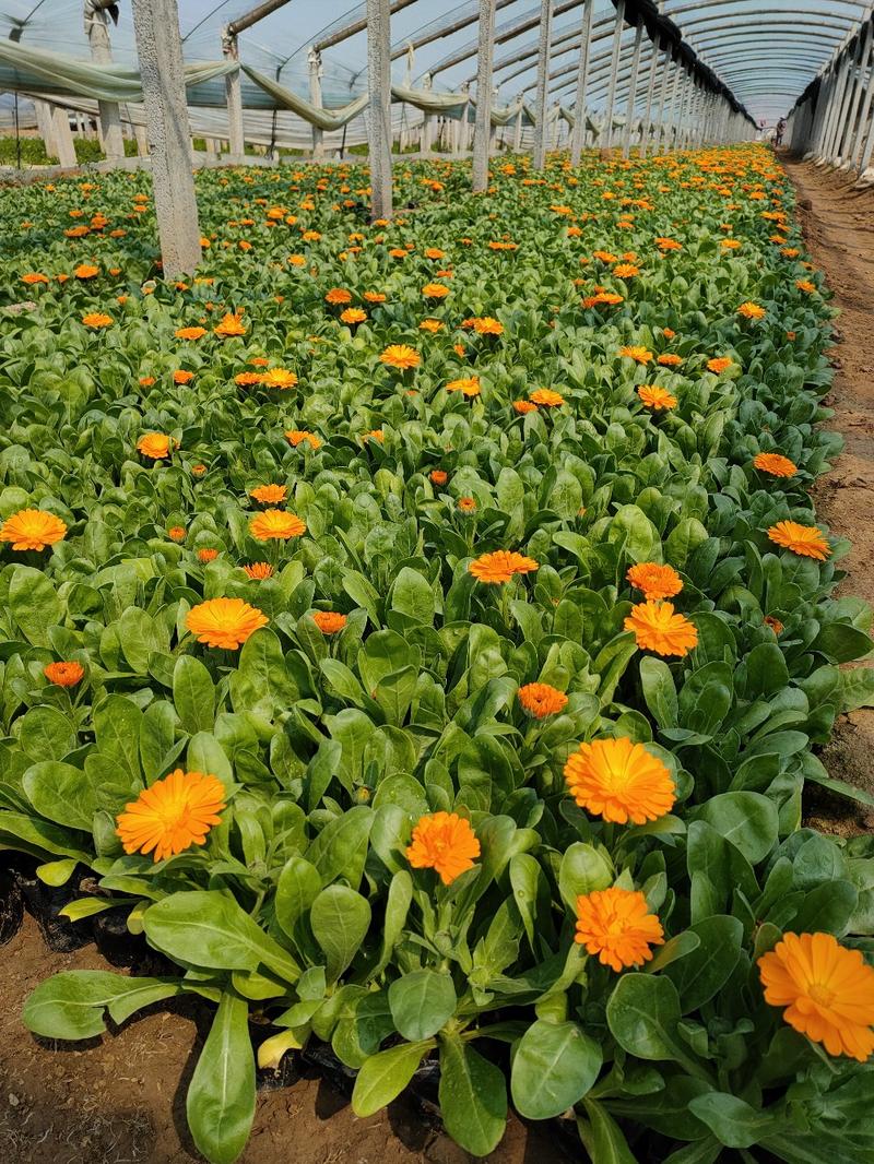 金盏菊，山东基地常年大量供应优质草花