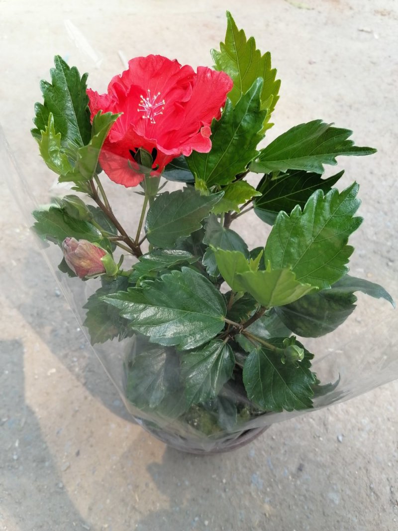 丹麦木槿，青州基地直发，颜色随机混色
