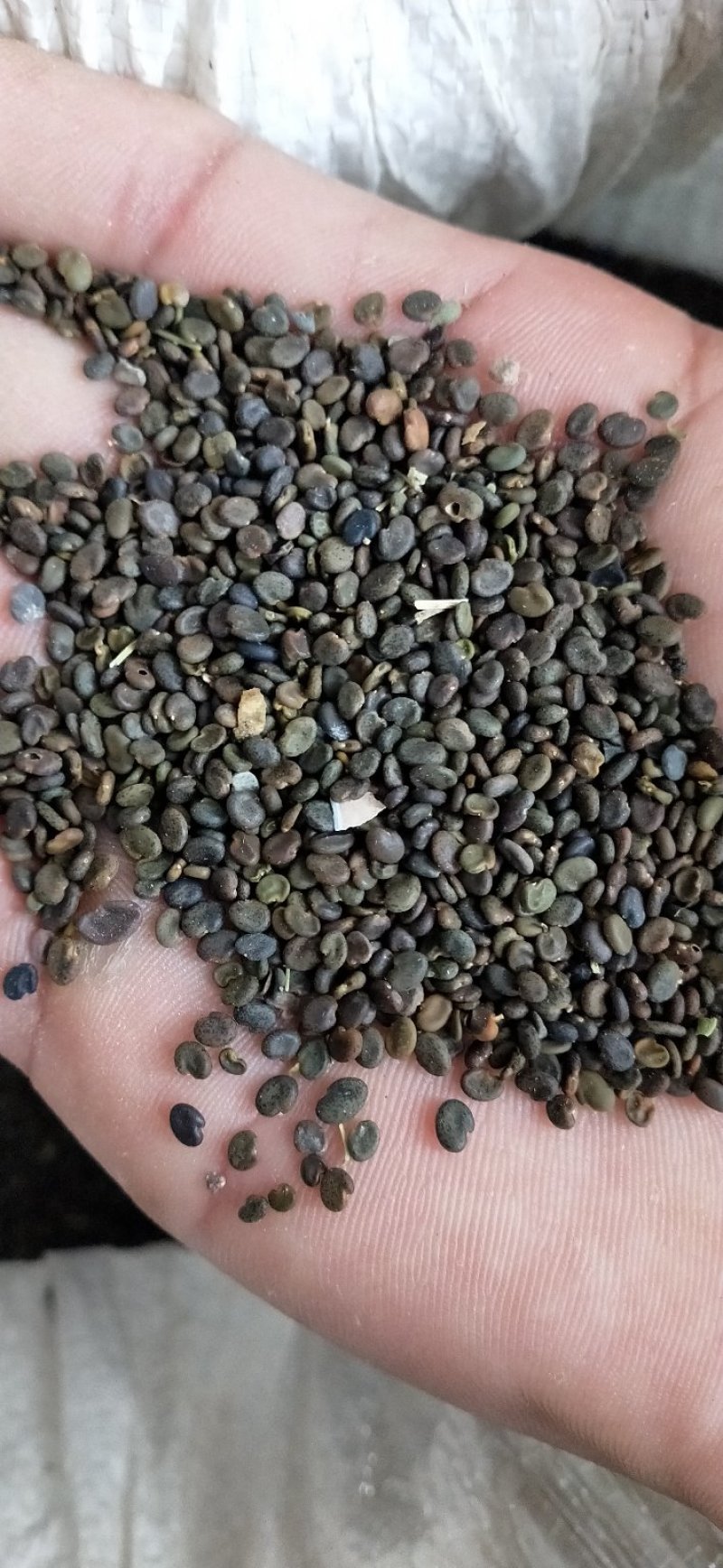 纯新黄芪种子发芽率百分之95