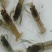 优质澳洲龙虾淡水澳洲龙虾优质澳洲龙虾