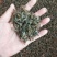 优质澳洲龙虾淡水澳洲龙虾优质澳洲龙虾