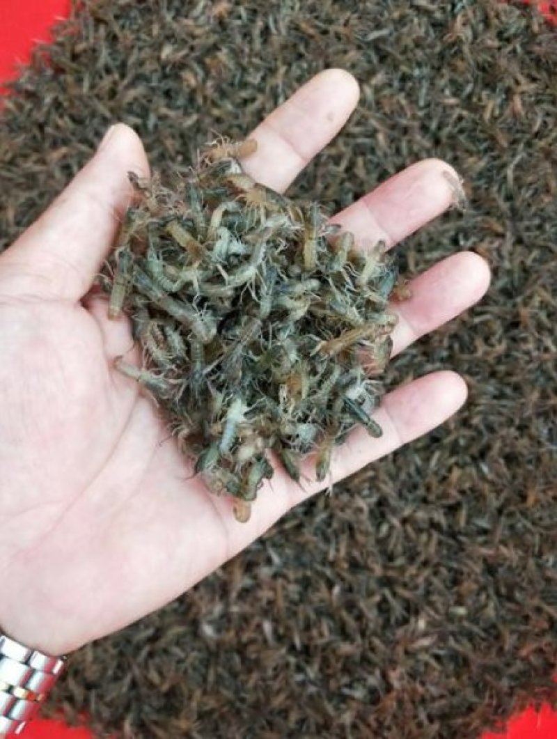 优质澳洲龙虾淡水澳洲龙虾优质澳洲龙虾