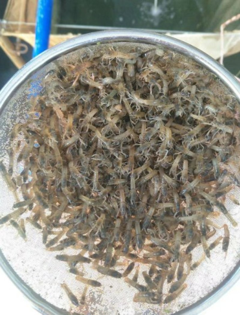 优质澳洲龙虾淡水澳洲龙虾优质澳洲龙虾