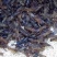 优质澳洲龙虾淡水澳洲龙虾优质澳洲龙虾
