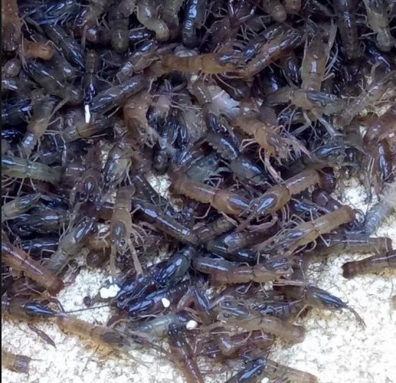 优质澳洲龙虾淡水澳洲龙虾优质澳洲龙虾