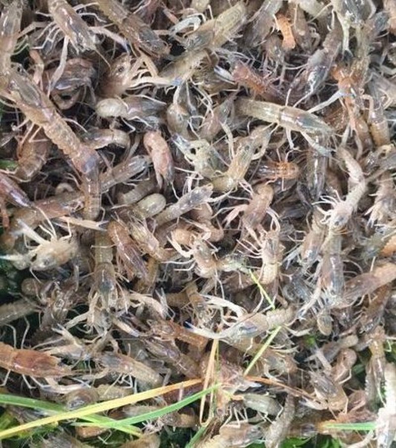 优质澳洲龙虾淡水澳洲龙虾优质澳洲龙虾