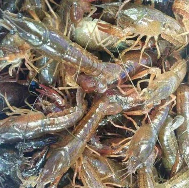优质澳洲龙虾淡水澳洲龙虾优质澳洲龙虾