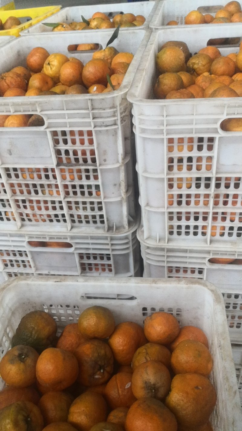 丑柑