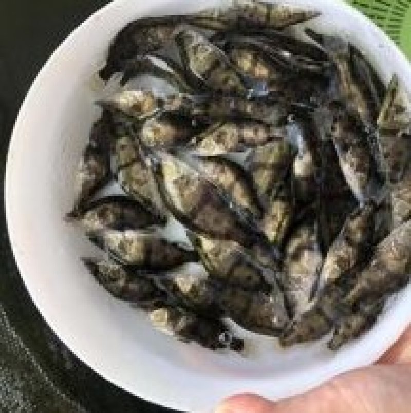 优质桂花鱼苗鳜鱼苗桂鱼苗优质桂花鱼苗鳜鱼苗桂鱼苗