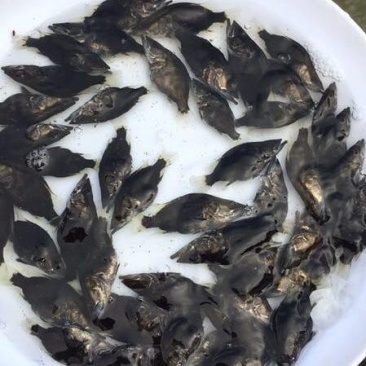 优质桂花鱼苗鳜鱼苗桂鱼苗优质桂花鱼苗鳜鱼苗桂鱼苗
