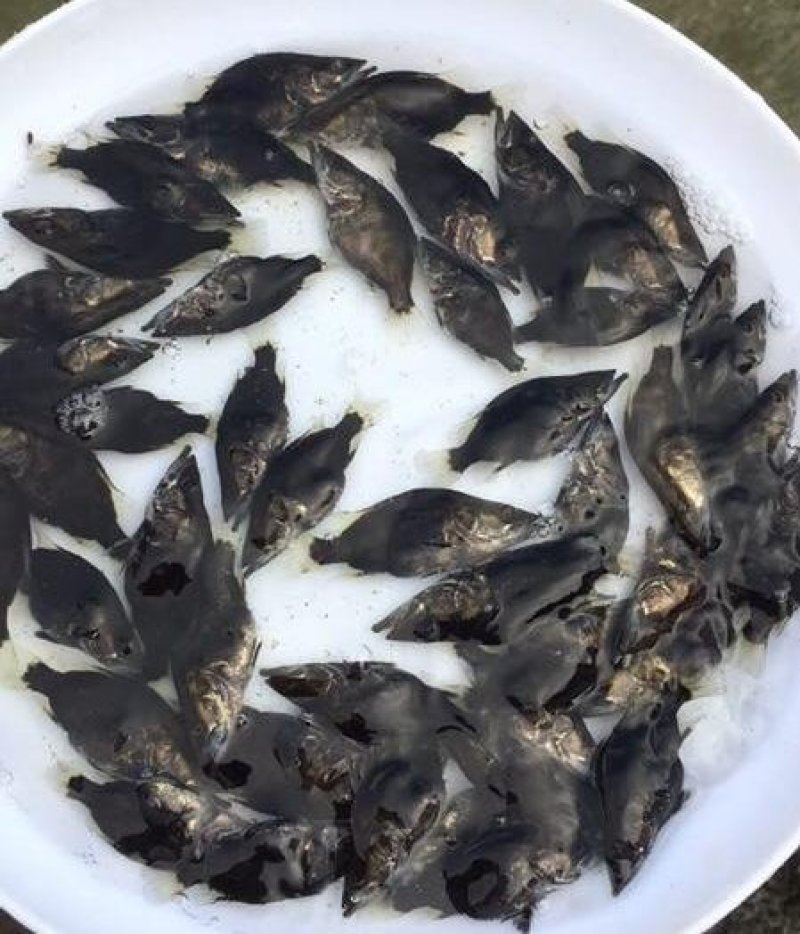 优质桂花鱼苗鳜鱼苗桂鱼苗优质桂花鱼苗鳜鱼苗桂鱼苗