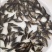 优质桂花鱼苗鳜鱼苗桂鱼苗优质桂花鱼苗鳜鱼苗桂鱼苗