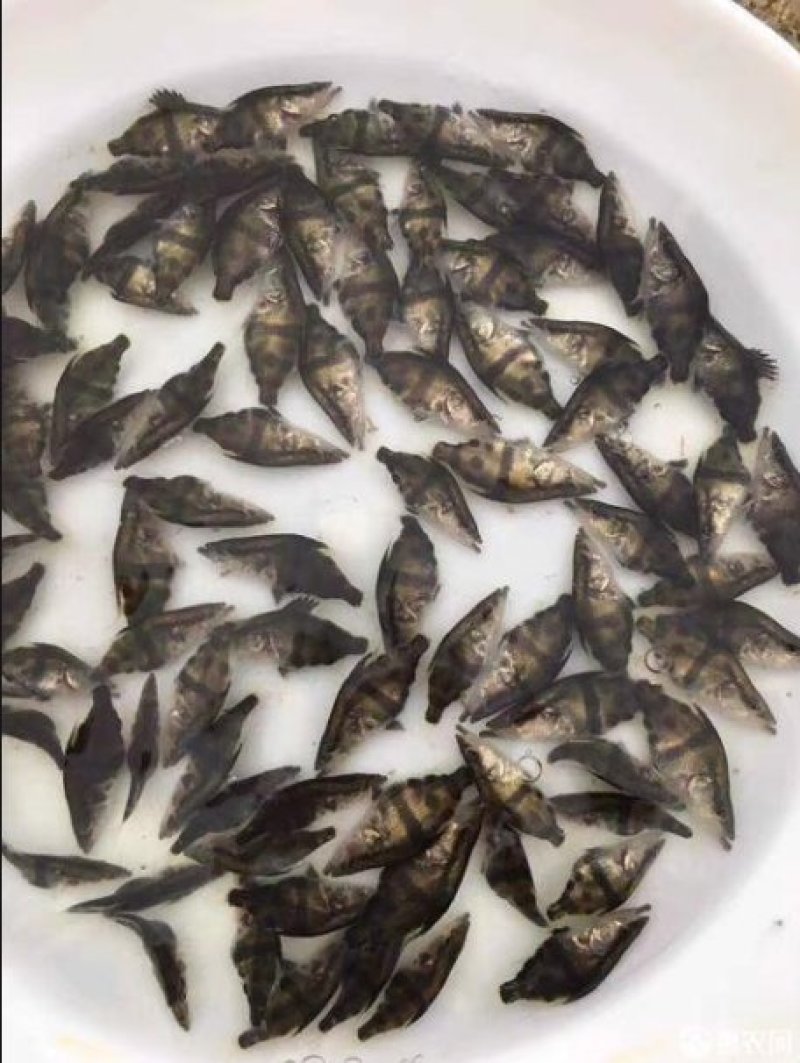优质桂花鱼苗鳜鱼苗桂鱼苗优质桂花鱼苗鳜鱼苗桂鱼苗