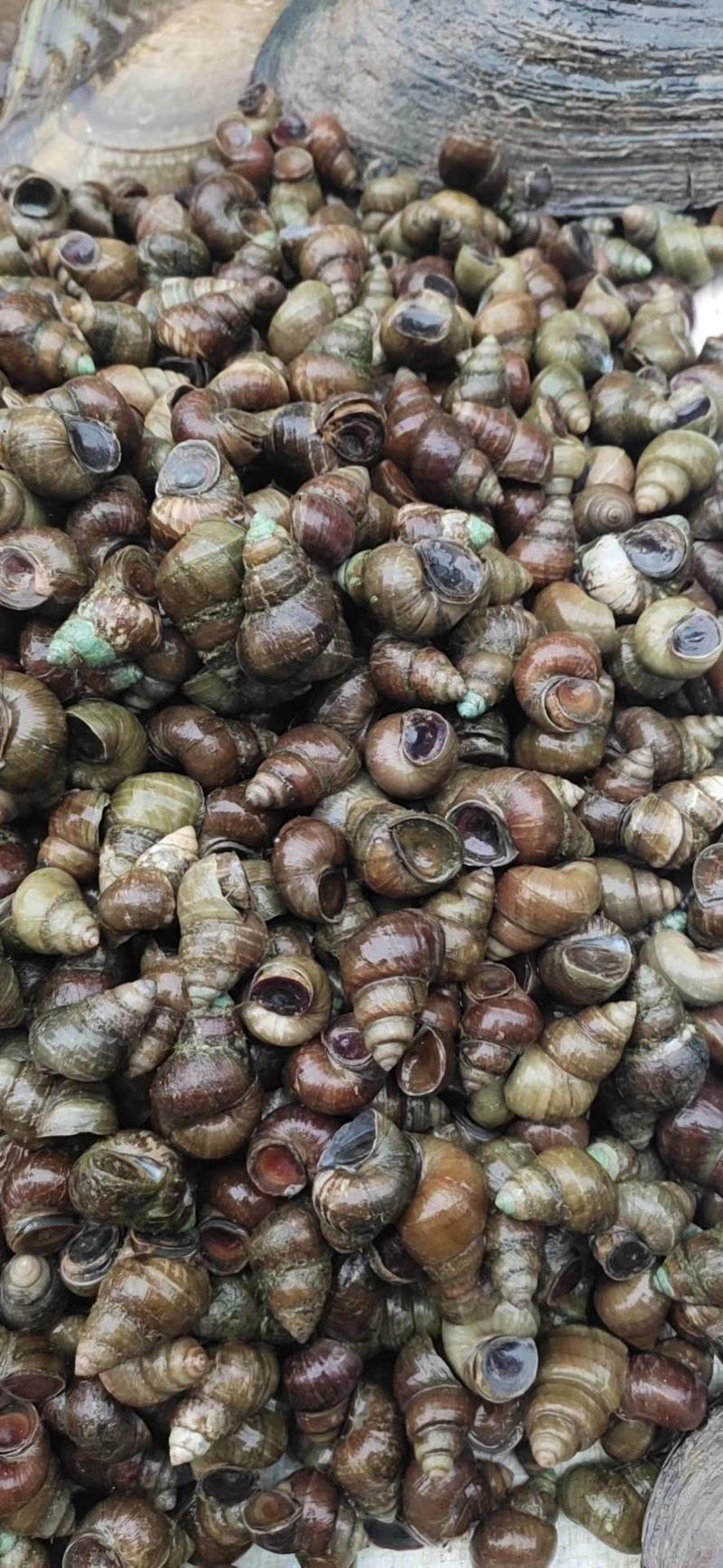 养殖螺蛳薄壳螺蛳食用螺蛳1.5以上不封顶水产