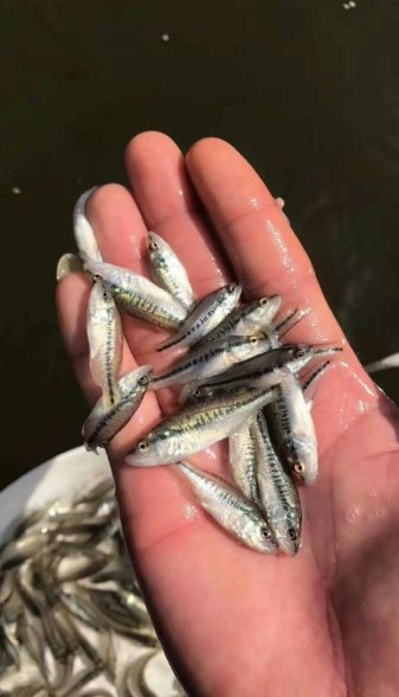 优质加州鲈鱼苗加州鲈鱼鲈鱼苗，加洲鲈鱼苗