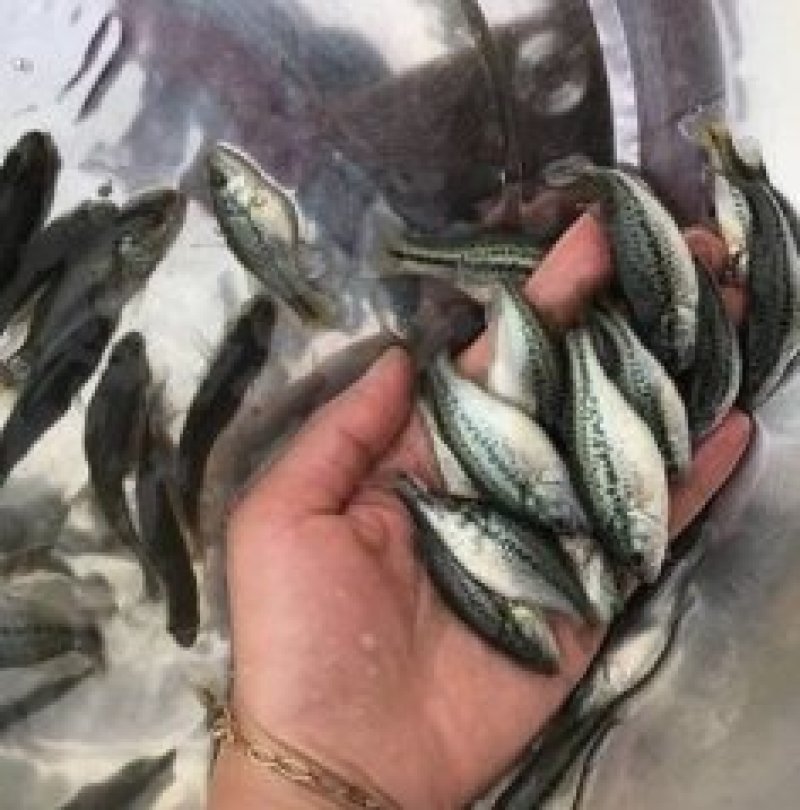 优质加州鲈鱼苗加州鲈鱼鲈鱼苗，加洲鲈鱼苗