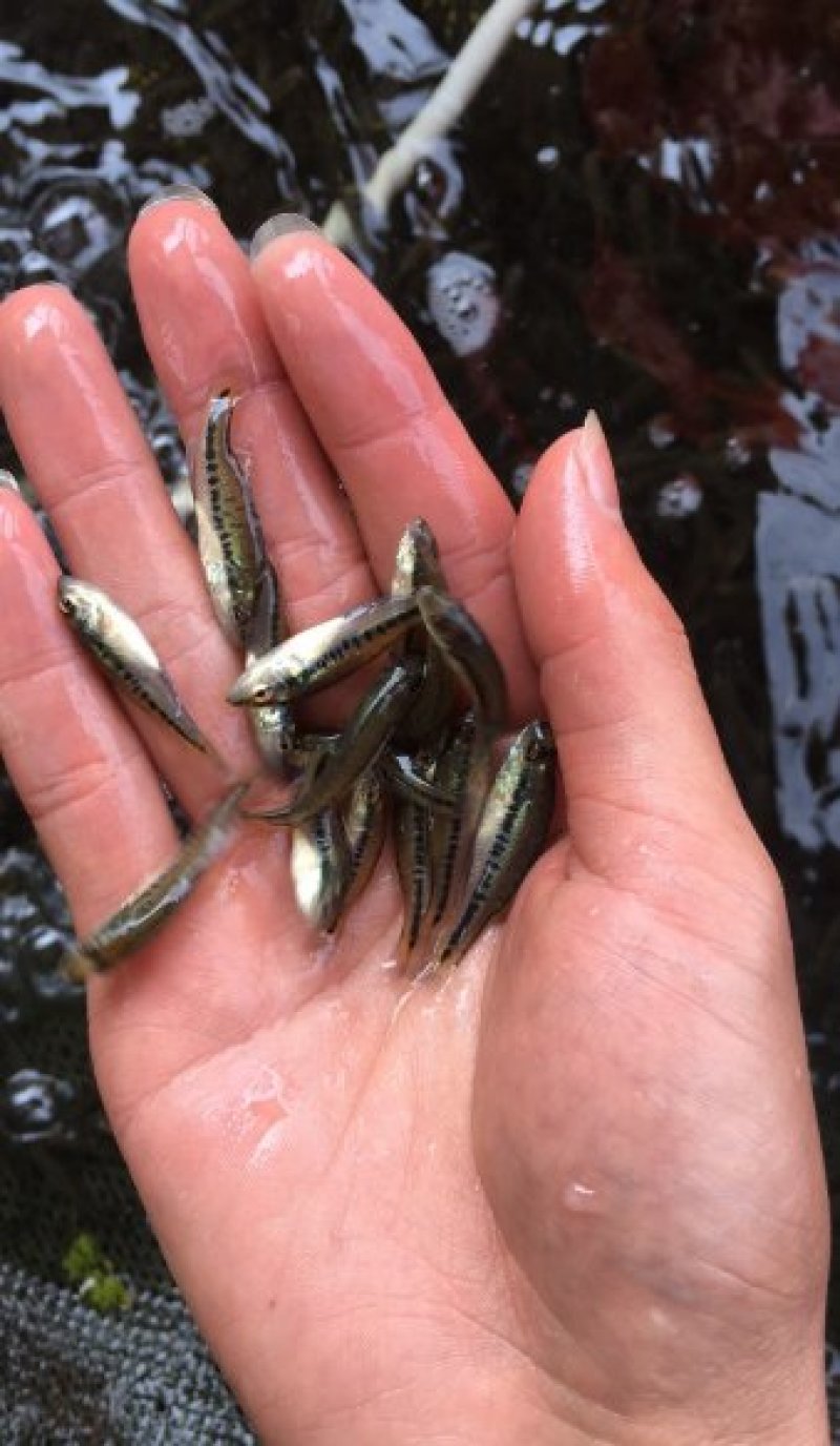 优质加州鲈鱼苗加州鲈鱼鲈鱼苗，加洲鲈鱼苗