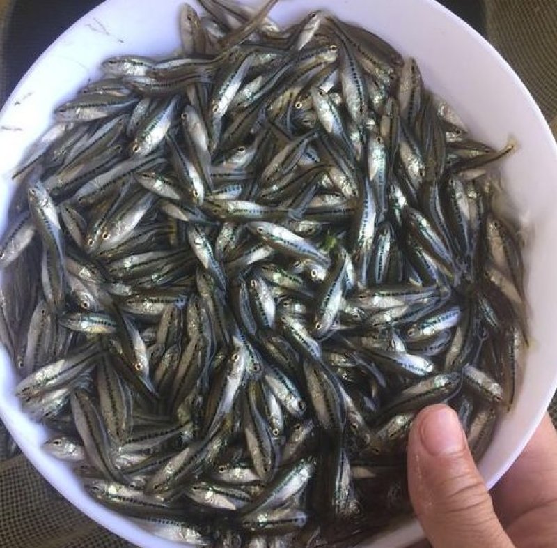 优质加州鲈鱼苗加州鲈鱼鲈鱼苗，加洲鲈鱼苗